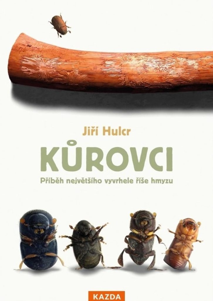 Kůrovci | Jiří Hulcr